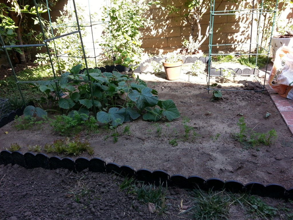 Lettuce, cucumbers, carrots.